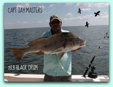 Black Drum Fish caught on fat cat fishing charters by Capt Jay Masters